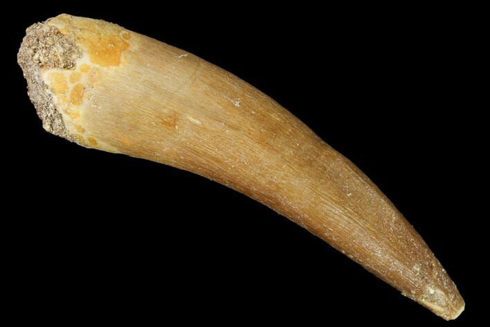 Fossil Plesiosaur (Zarafasaura) Tooth - Morocco #163753